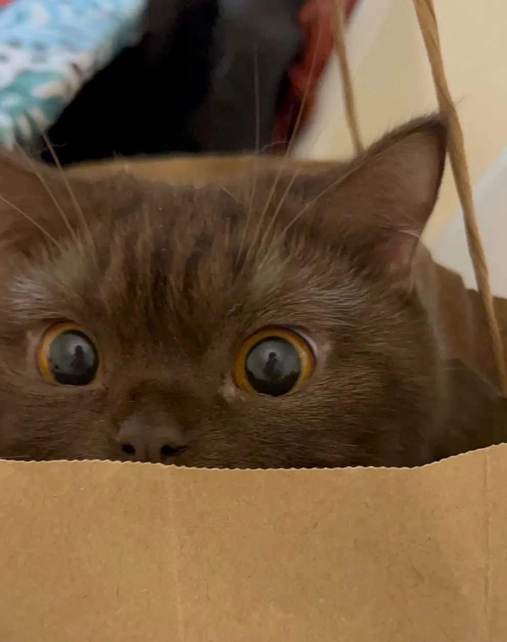 Fig 23. Our cat named Anki